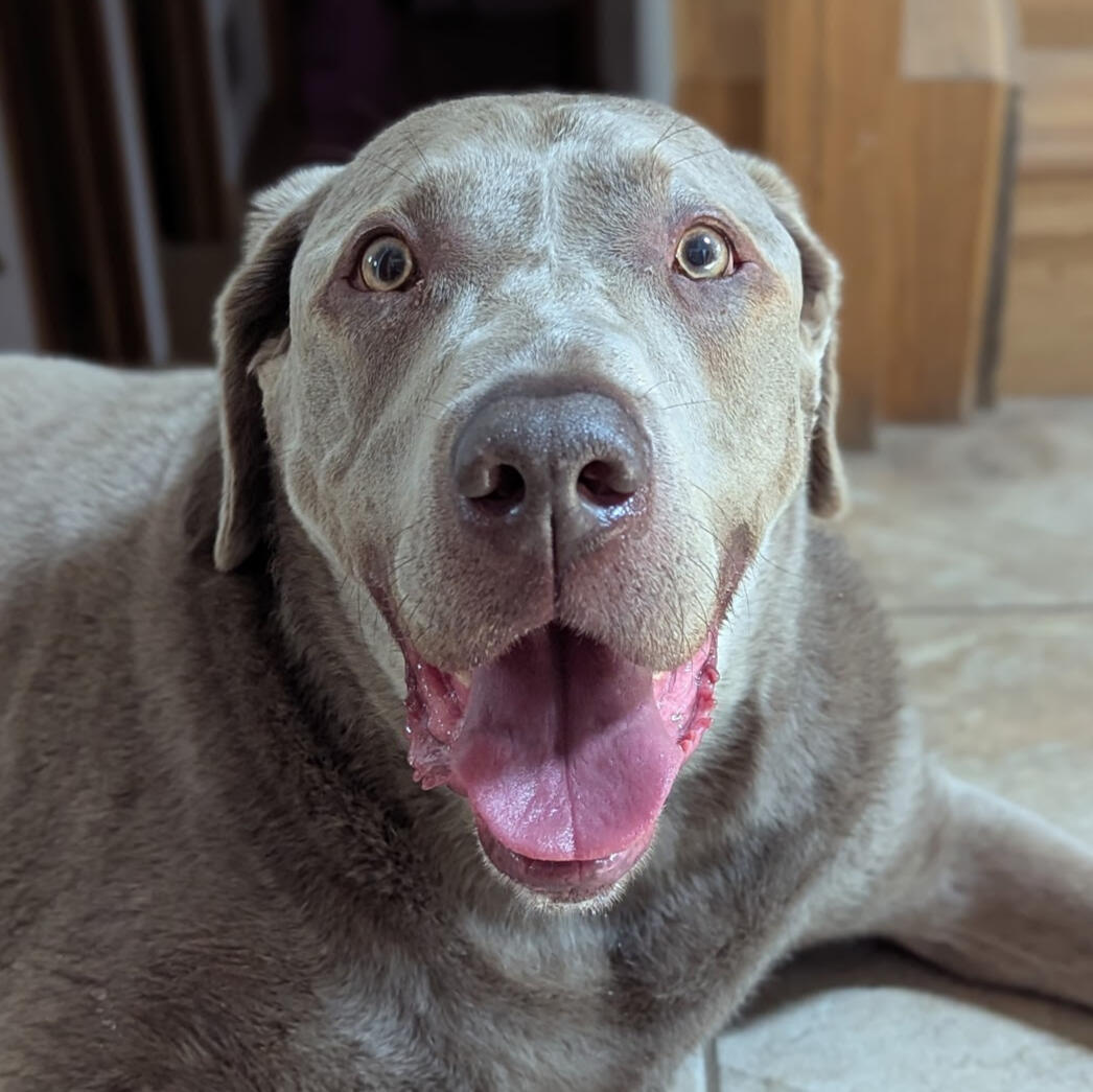 Huxley says hi Photo of Elliot's dog, a silver Labrador Retriever named Huxley.